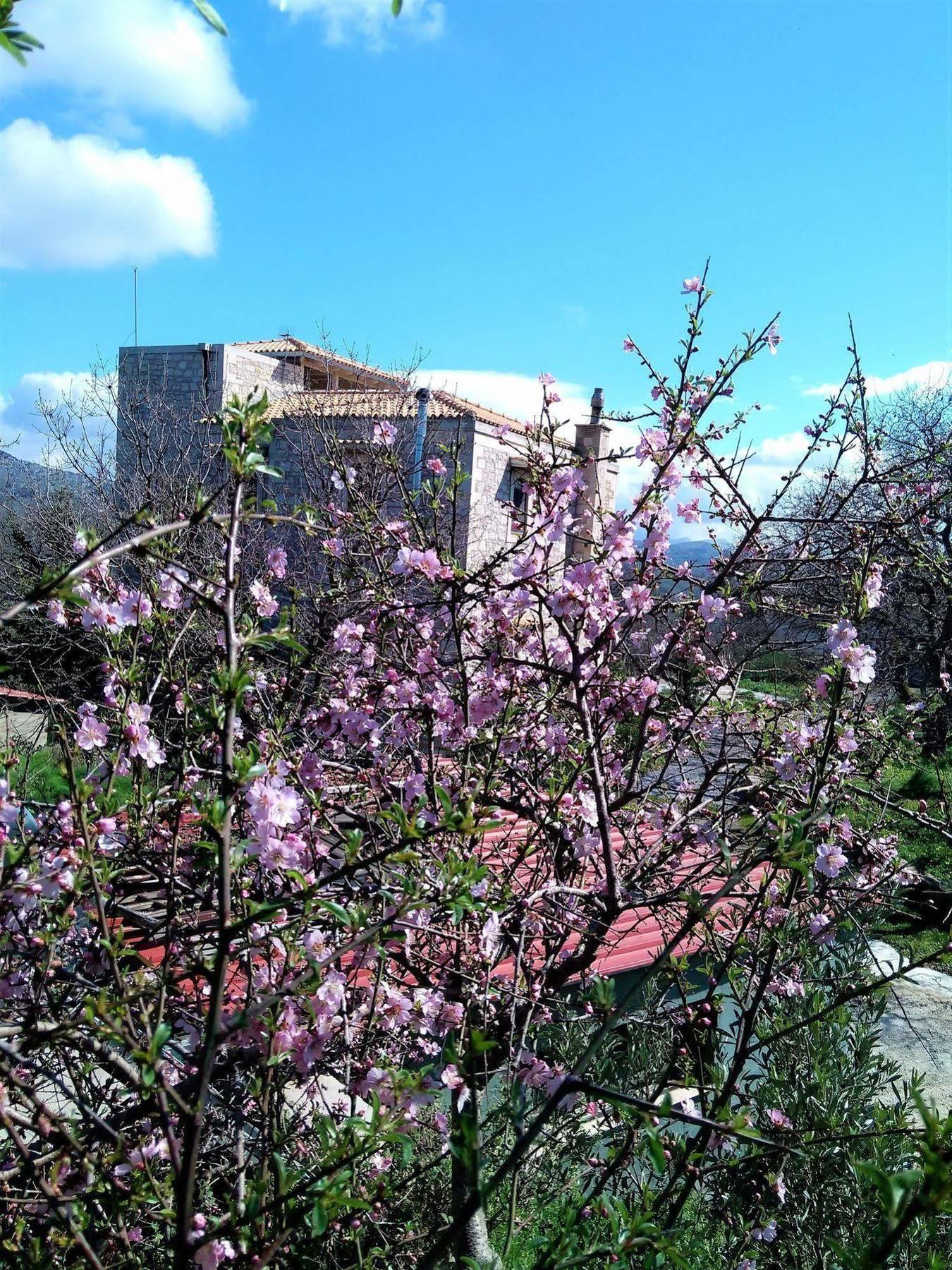 Villa Ermis - The Cretan Castello Κάστελλος Εξωτερικό φωτογραφία